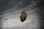 04-08 Yamaha Yzf R1 Thermostat Temp Cooling Switch 5VY-12410-10-00 2004 05 07. Fixed Price $20.69.